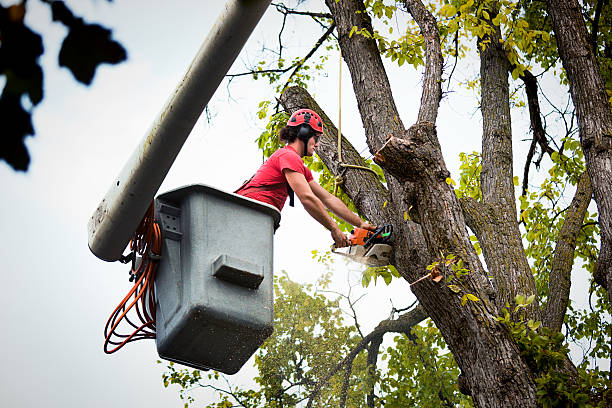 Holmen, WI Tree Removal and Landscaping Services Company